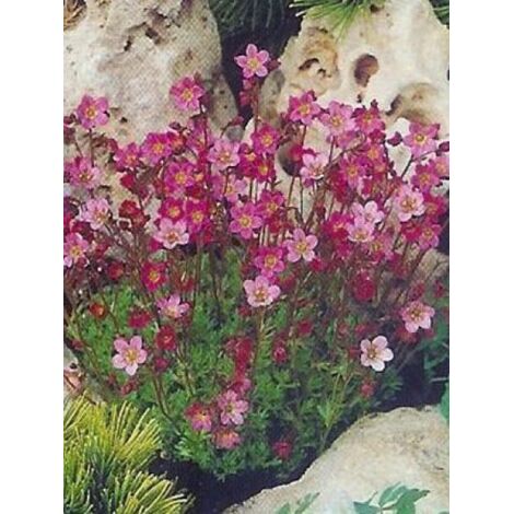 Saxifrage 'Pixie' Godet de 8/9 cm (1/2)