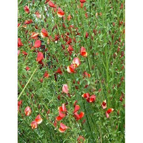 Genêt 'Burkwoodii' Pot de 2L/3L (1/5)