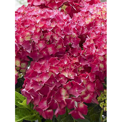 Hortensia 'Music Collection Red Reggae' Pot de 4L/5L (1/2)
