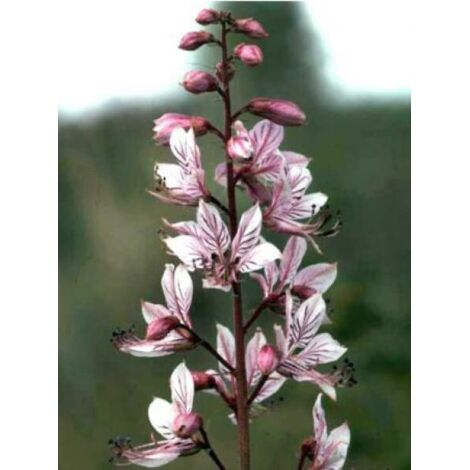 Fraxinelle Godet de 8/9 cm (1/4)