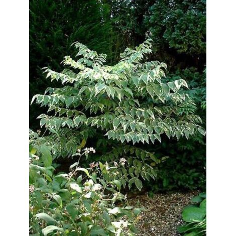 Angélique de Chine 'Variegata' Pot de 7,5L/10L (1/3)