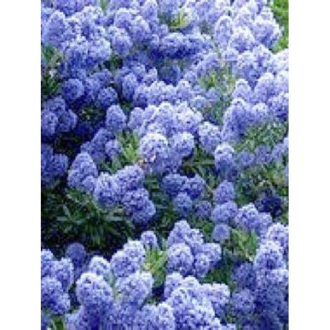 Céanothe 'Blue Mound' – Arbuste à fleurs bleues – Hauteur à maturité 150cm – Feuillage persistant – Exposition soleil/mi-ombre