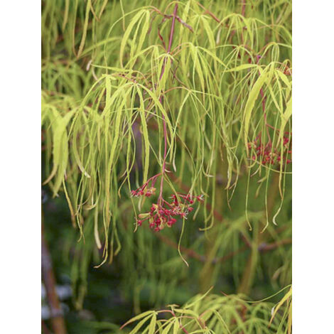 Érable du Japon 'Koto No Ito' Pot de 6L/7L