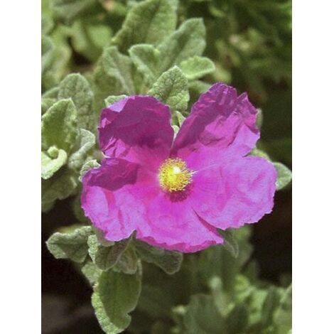 Ciste pulvérulent 'Sunset' Pot de 2L/3L (1/4)