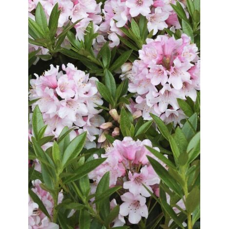 Rhododendron 'Bloombux' Pot de 2L/3L (1/3)