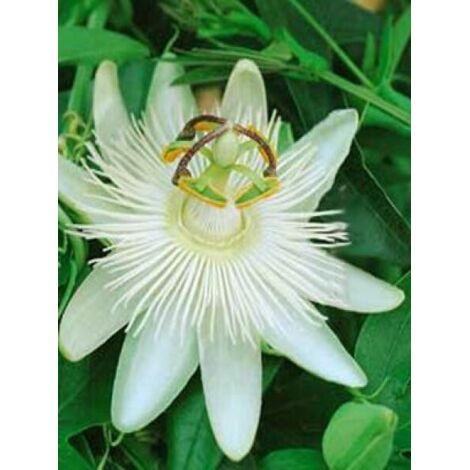 Passiflore, Fleur de la passion 'Constance Elliot' Pot de 2L/3L