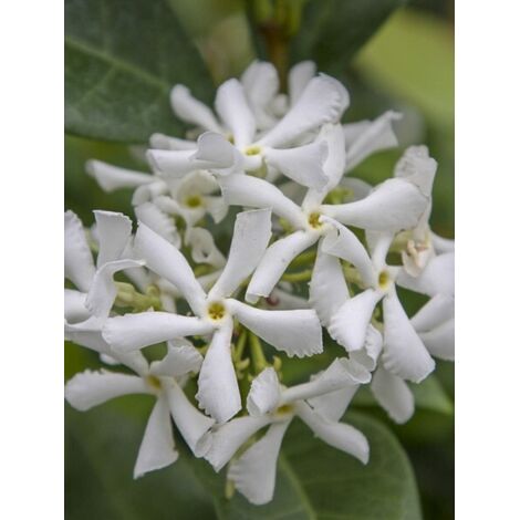 Jasmin étoilé 'Star Of Venice ' Pot de 2L/3L
