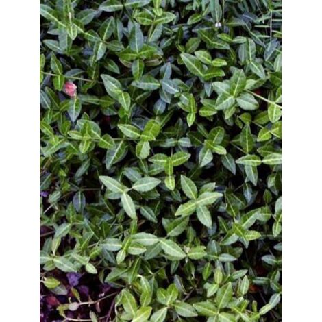 Fusain tapissant 'Tustin' Pot de 1L/1,5L (1/2)
