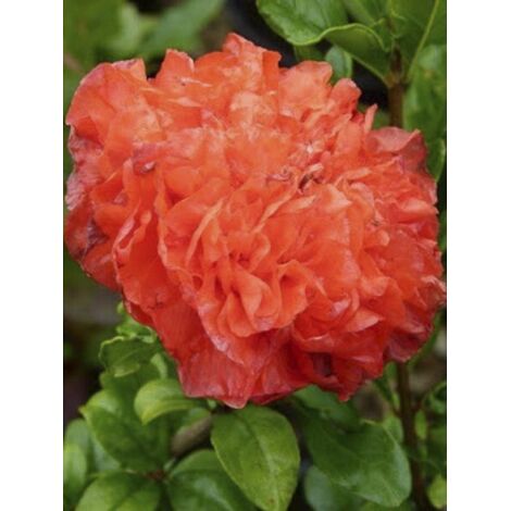 Grenadier à fleurs 'Maxima Rubra' Pot de 2L/3L