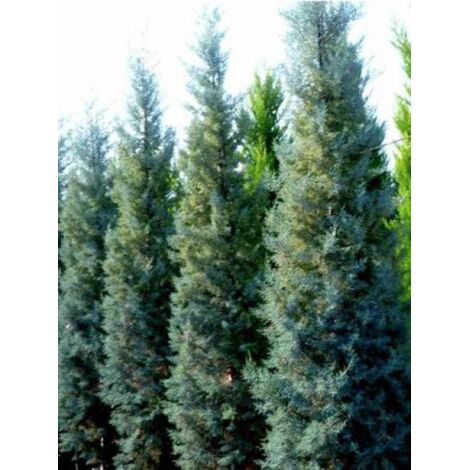 Cyprès de l'Arizona fastigié Pot de 18L/20L, Touffe