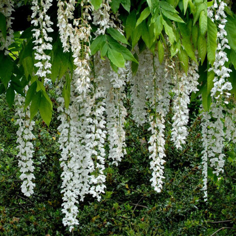 Glycine japonaise 'Shiro Noda' Pot de 4L/5L