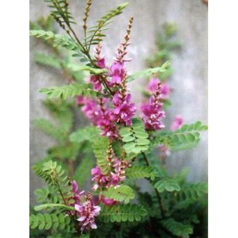Indigotier heterantha Pot de 2L/3L (1/4)