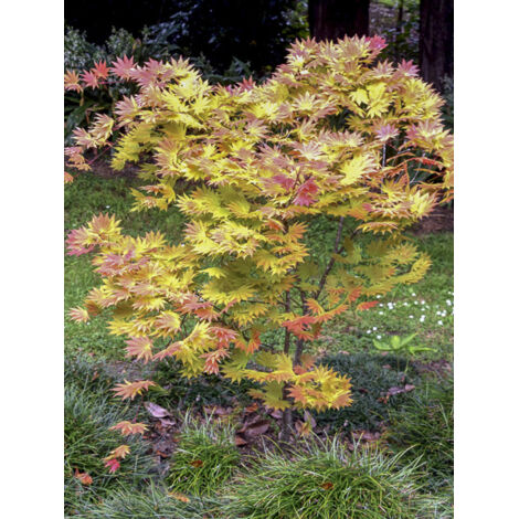 Érable du japon 'Autumn Moon' Pot de 7,5L/10L (1/2)