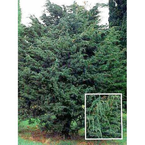 Genévrier écailleux 'Meyeri' Pot de 3L/4L