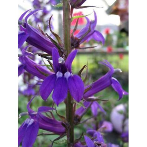 Lobélie 'Vedrariensis' Godet de 8/9 cm