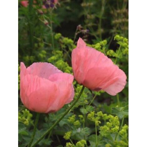 Pavot d'orient 'Prinzessin Victoria Louise' Godet de 7/8 cm (1/3)