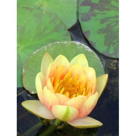 Nénuphar 'Aurora' Godet de 8/9 cm (1/2)