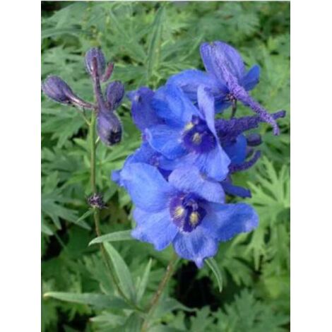 Pied d'Alouette belladone 'Bellamosum' Godet de 7/8 cm