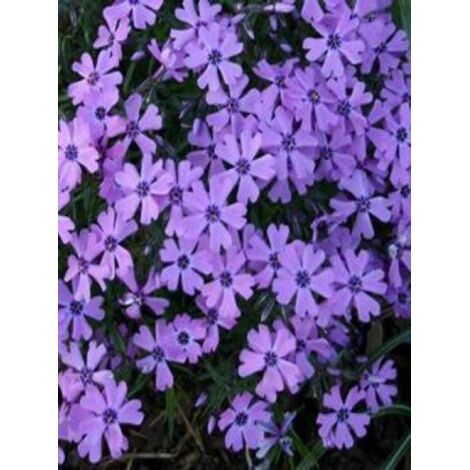 Phlox mousse 'Purple Beauty' Godet de 8/9 cm
