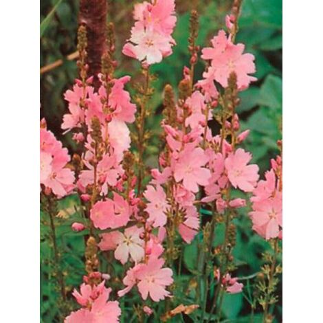 Sidalcea 'Elsie Heugh' Godet de 8/9 cm