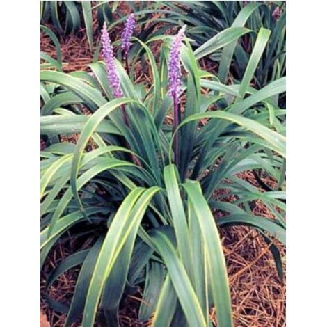 Liriope muscari 'Gold Banded' Godet de 8/9 cm