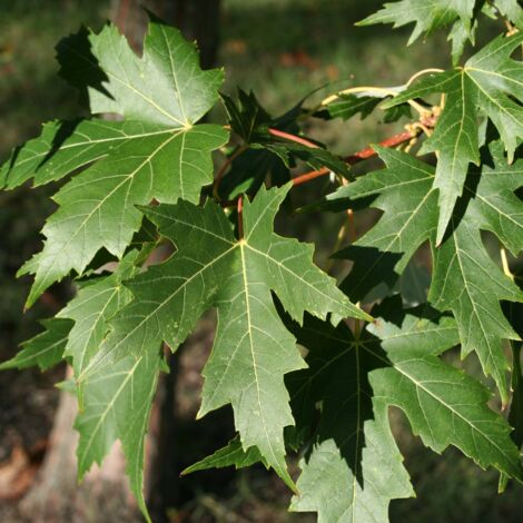 Acer saccharinum Laciniatum Wieri - Érable argenté Pot de 3L/4L (1/2)
