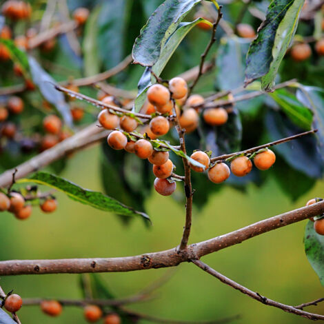 Plaqueminier, Kaki - Diospyros lotus Pot de 2L/3L