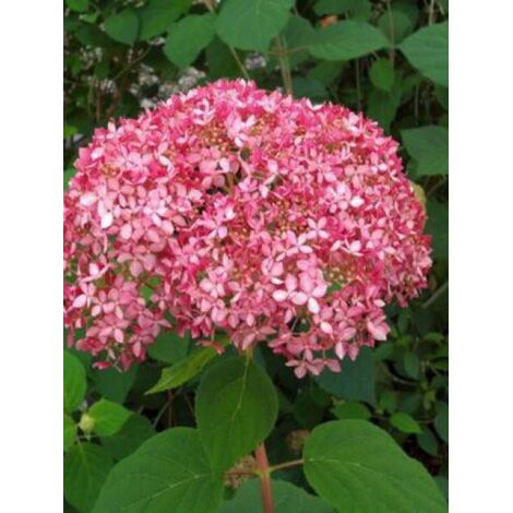 Hortensia de Virginie 'Invincibelle'® Pot de 7,5L/10L, 3 /5 branches (1/3)