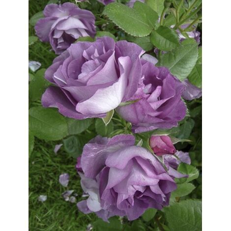 Rosier à fleurs groupées 'Pacific Dream' Pot de 4L/5L