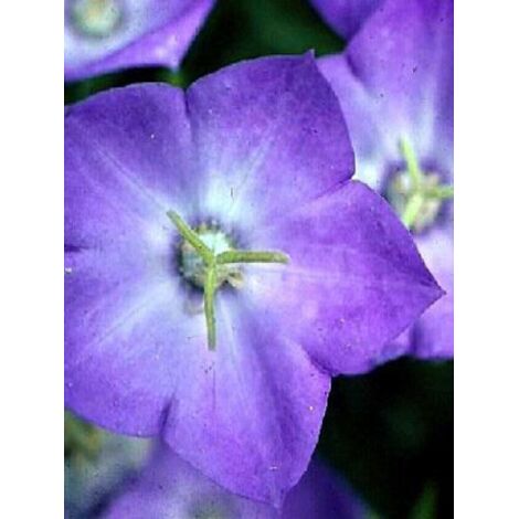 Campanule des Carpates Godet de 8/9 cm (1/4)