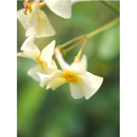 Trachelospermum asiaticum Godet de 8/9 cm (1/3)