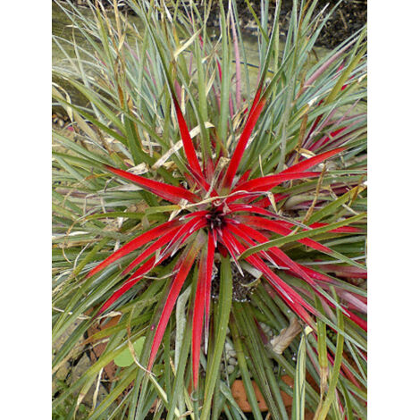 Fascicularia bicolor Pot de 2L/3L