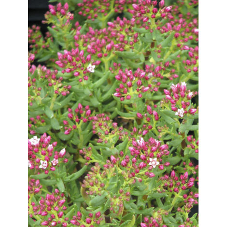 Crassette sarcocaulis Godet de 8/9 cm (1/2)