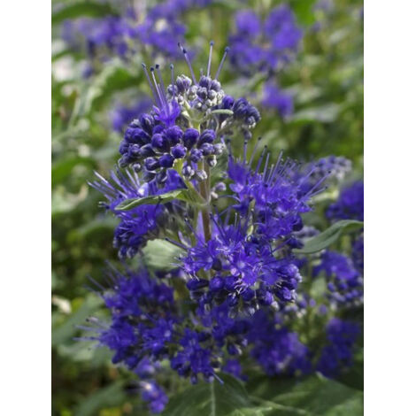 Barbe-bleue, Spirée bleue 'Camara Dark Blue' Godet de 8/9 cm (1/2)