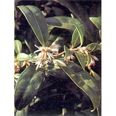Sarcococca hookeriana 'Humilis' Godet de 8/9 cm (1/2)