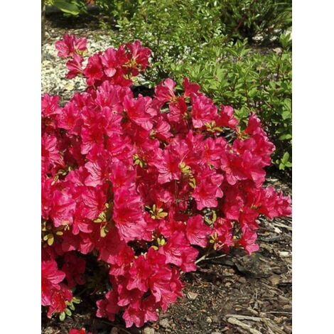 Azalée japonaise 'Arabesk' Pot de 3L/4L (1/3)