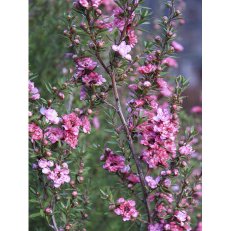 Manuka, Arbre à thé, Myrthe des mers du sud 'Coral candy' Pot de 2L/3L (1/2)
