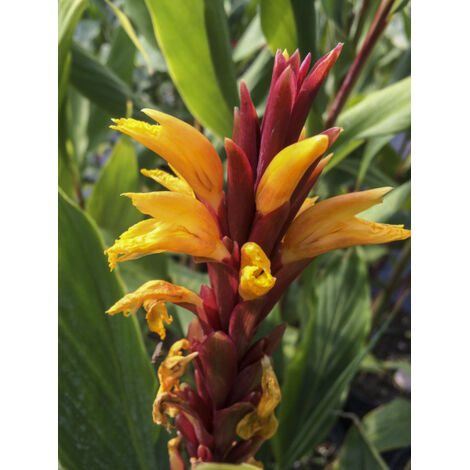 Gimgembre de l'Himalaya 'Robusta' Pot de 2L/3L (1/2)