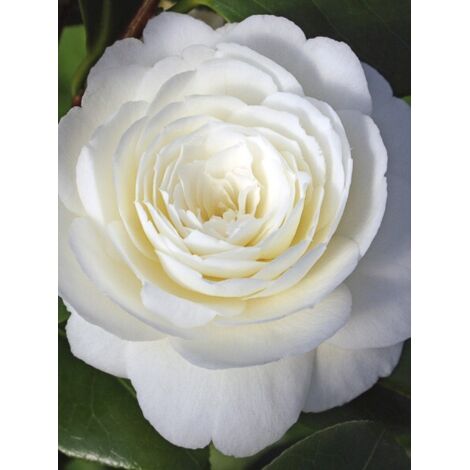 Camélia 'Dahlonega' Pot de 4L/5L (1/2)