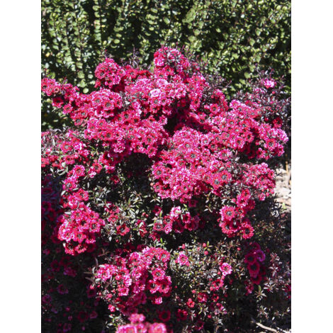 Manuka, Arbre à thé, Myrthe des mers du sud 'Wiri Kerry ' Pot de 2L/3L