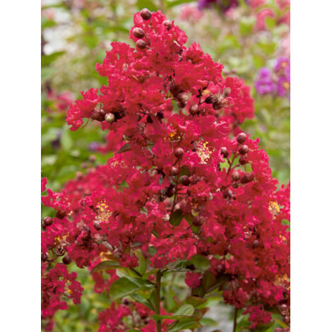 Lilas des Indes 'Terrasse Rouge' Pot de 3L/4L