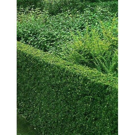 Chèvrefeuille à feuilles de buis Pot de 3L/4L (1/5)