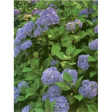 Hortensia 'Nikko Blue' Pot de 7,5L/10L (1/5)