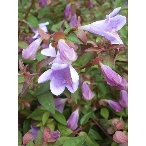 Abélia à grandes fleurs 'Pinky Bells' Pot de 7,5L/10L (1/5)