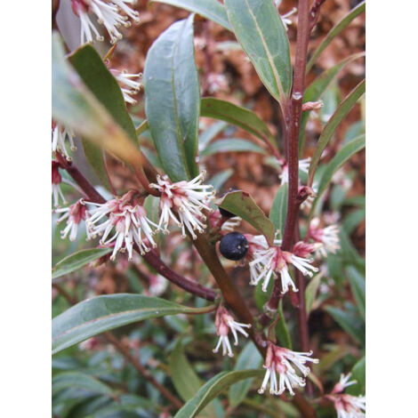 Sarcococca 'Digyna Purple Stem' Pot de 7,5L/10L (1/2)