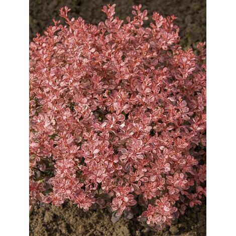 Épine-vinette de Thunberg 'Inspiration' Pot de 2L/3L (1/2)