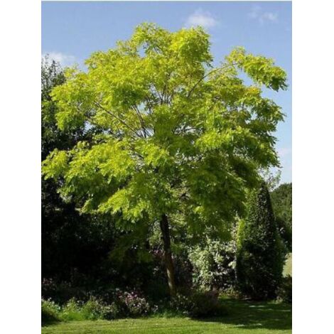 Robinia pseudoacacia 'Frisia' Pot de 12L/15L, Baliveau