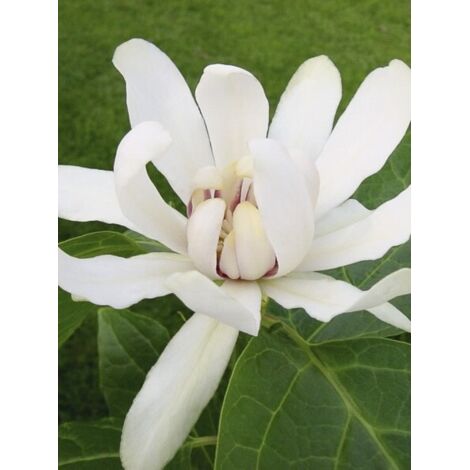 Arbre Pompadour 'Venus' Pot de 7,5L/10L (1/5)