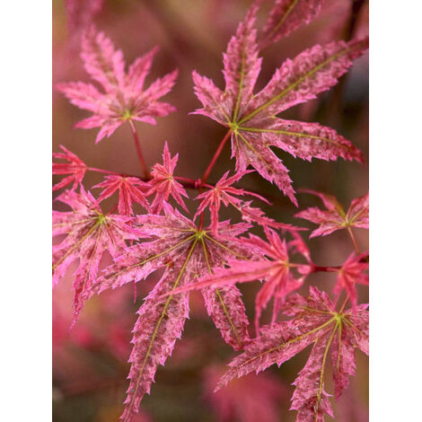Érable du Japon 'Phoenix' Pot de 2L/3L (1/2)