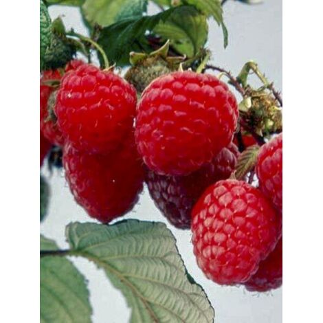 Framboisier remontant 'Belle de Malicorne' Pot de 2L/3L, Touffe